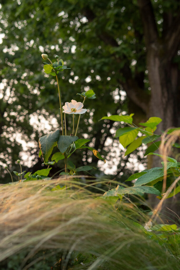 Flower in Garden by Giroday Landscape and Design